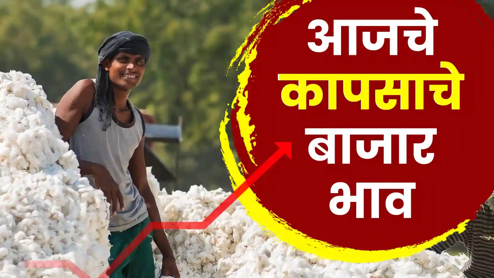 कालच्या तेजीनंतर कापूस बाजारात रविवारची शांतता