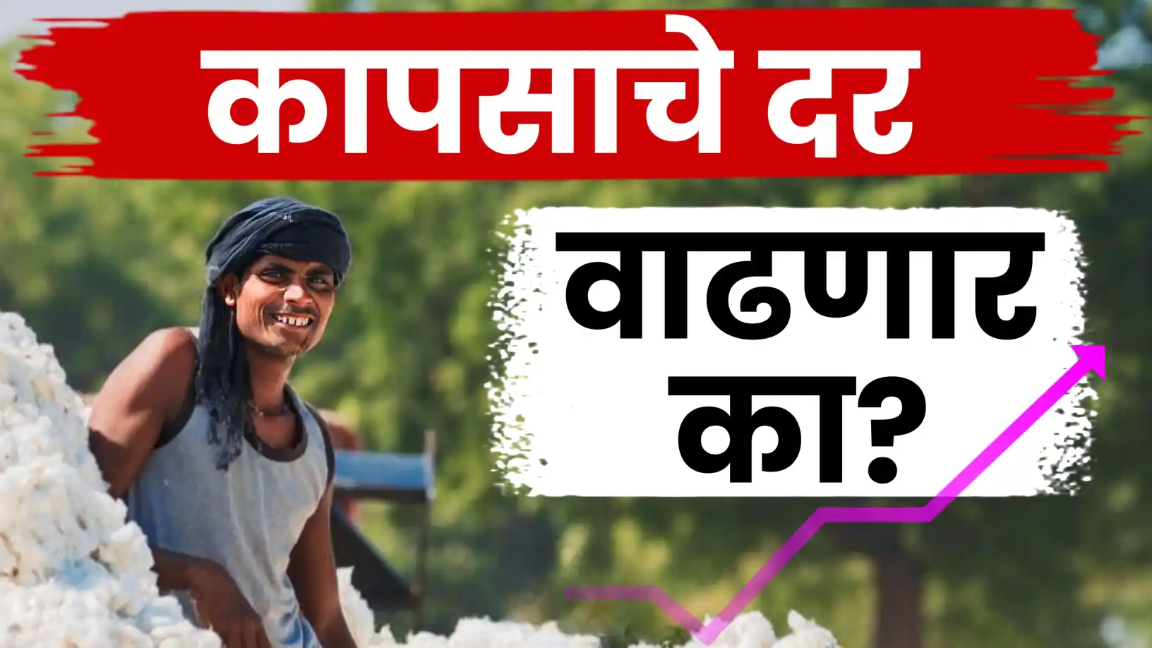 कापसाचे बाजारभाव वाढणार