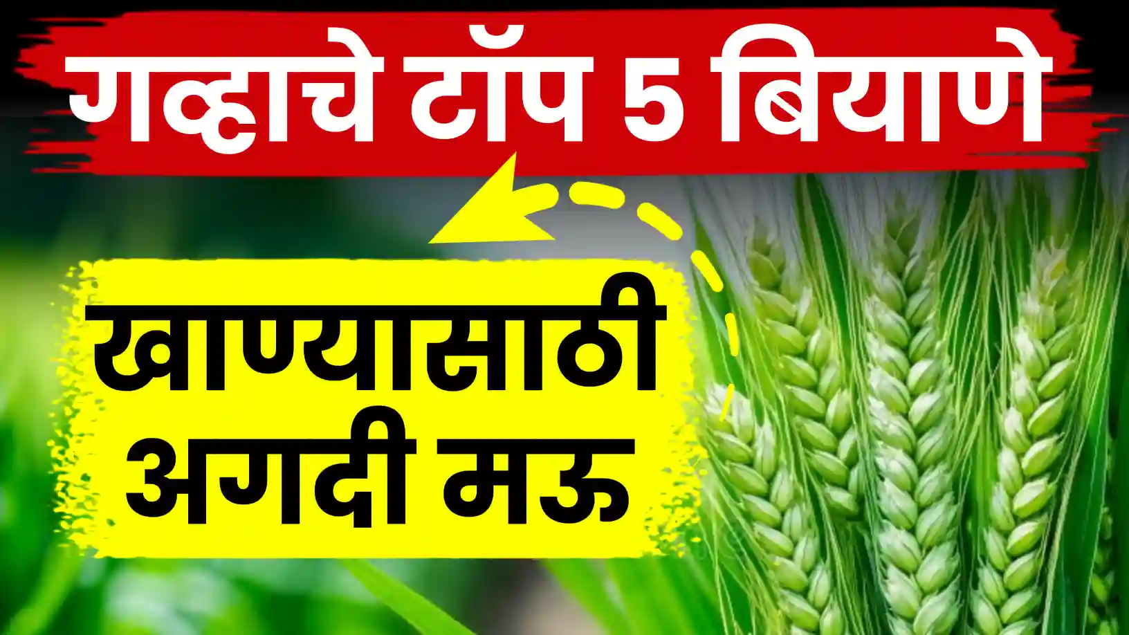 उत्पादनही जबरदस्त पोळीही मऊ! गव्हाच्या लागवडीसाठी 'मुकुट'