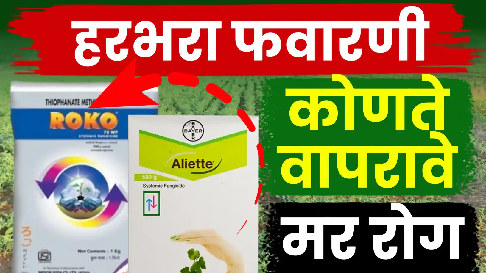 हरभऱ्यातील मर