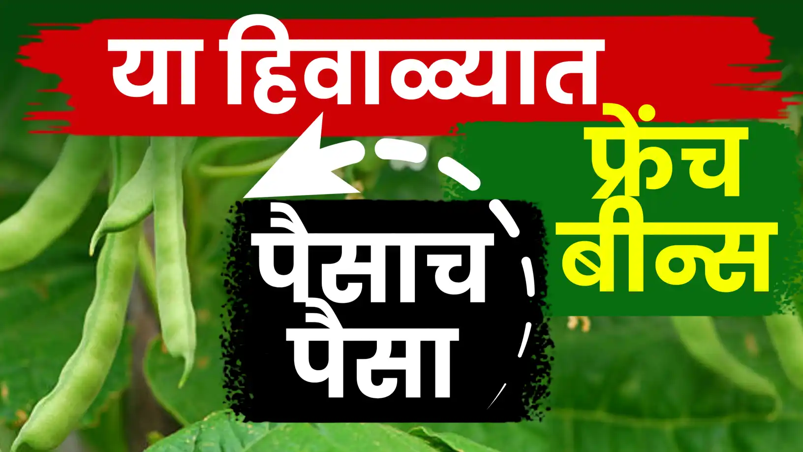 फ्रेंच बीन्सची (घेवडा)