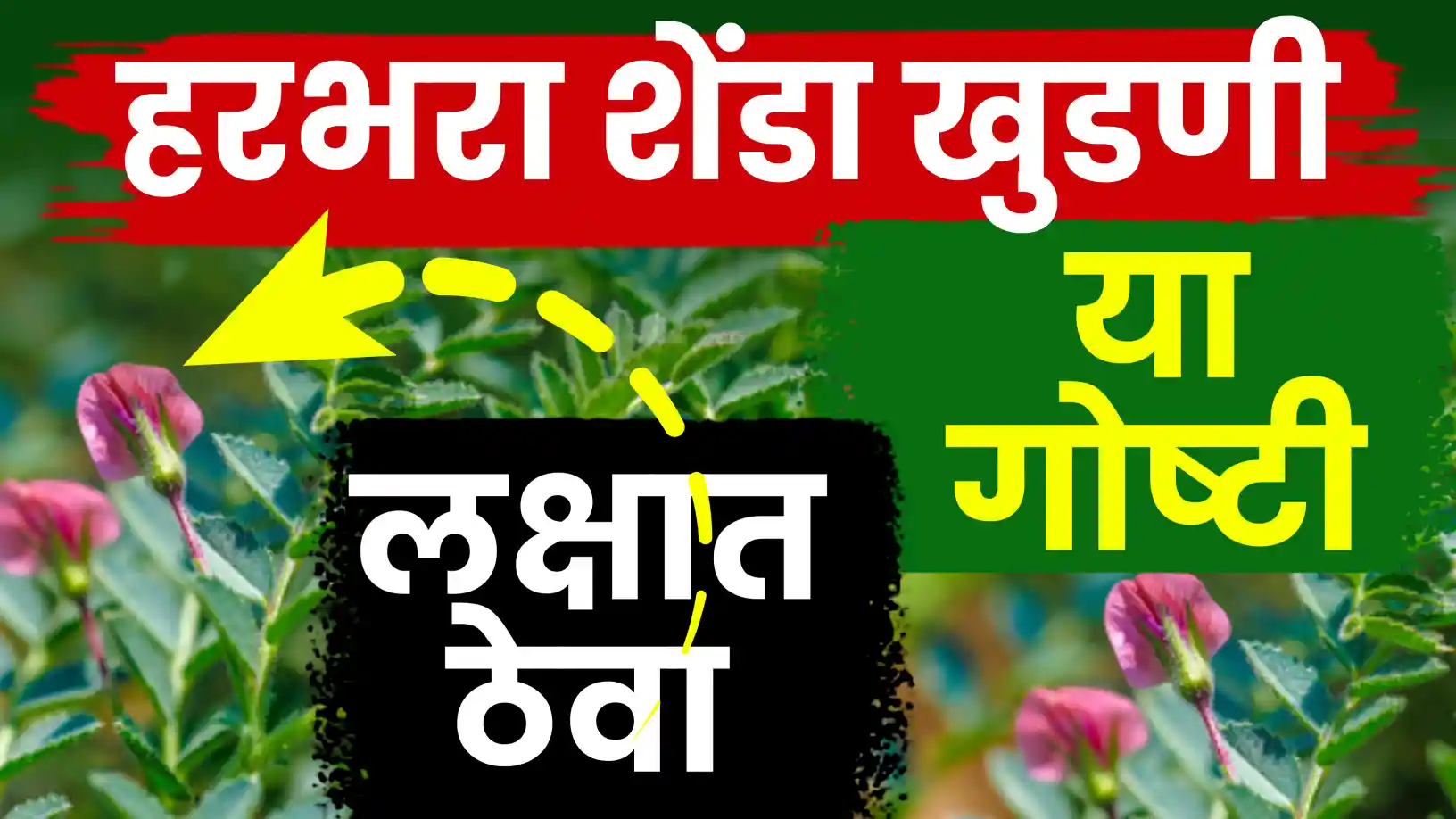 हरभरा पिकाचे उत्पादन वाढवण्यासाठी 'शेंडे खुडणी'चे महत्त्व: