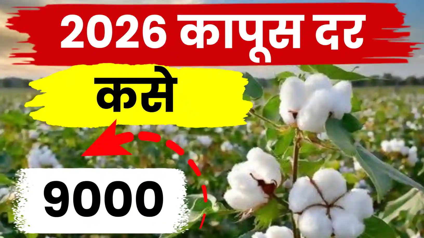 कापूस बाजारभाव २०२६