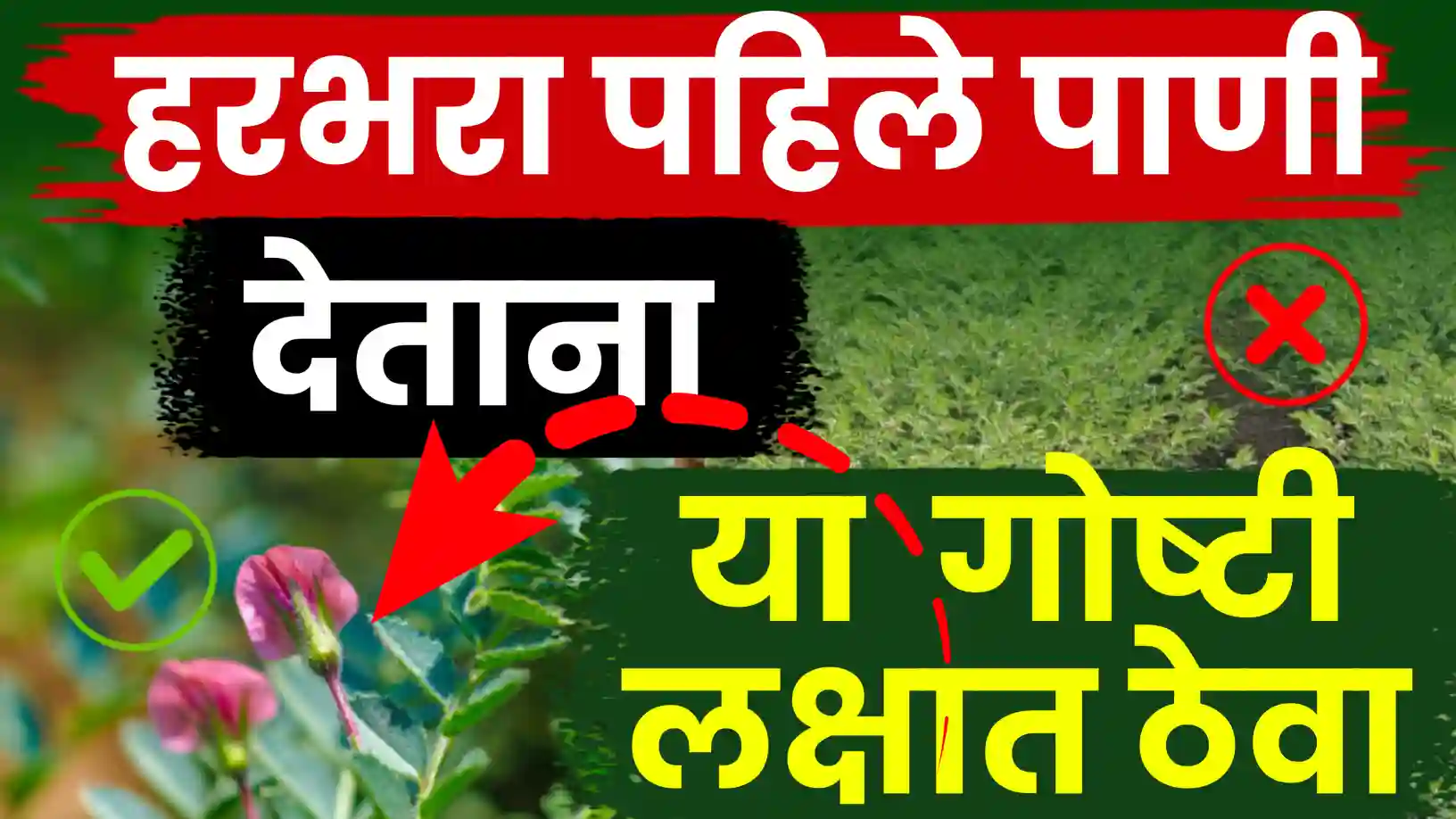 हरभरा पिकाला मर