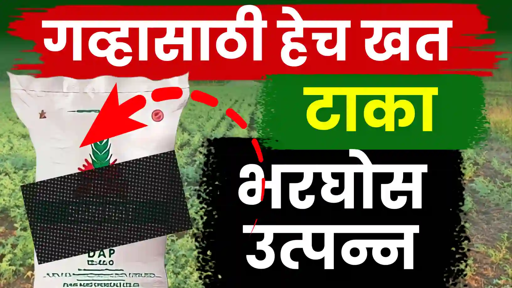 गहू पिकातून विक्रमी