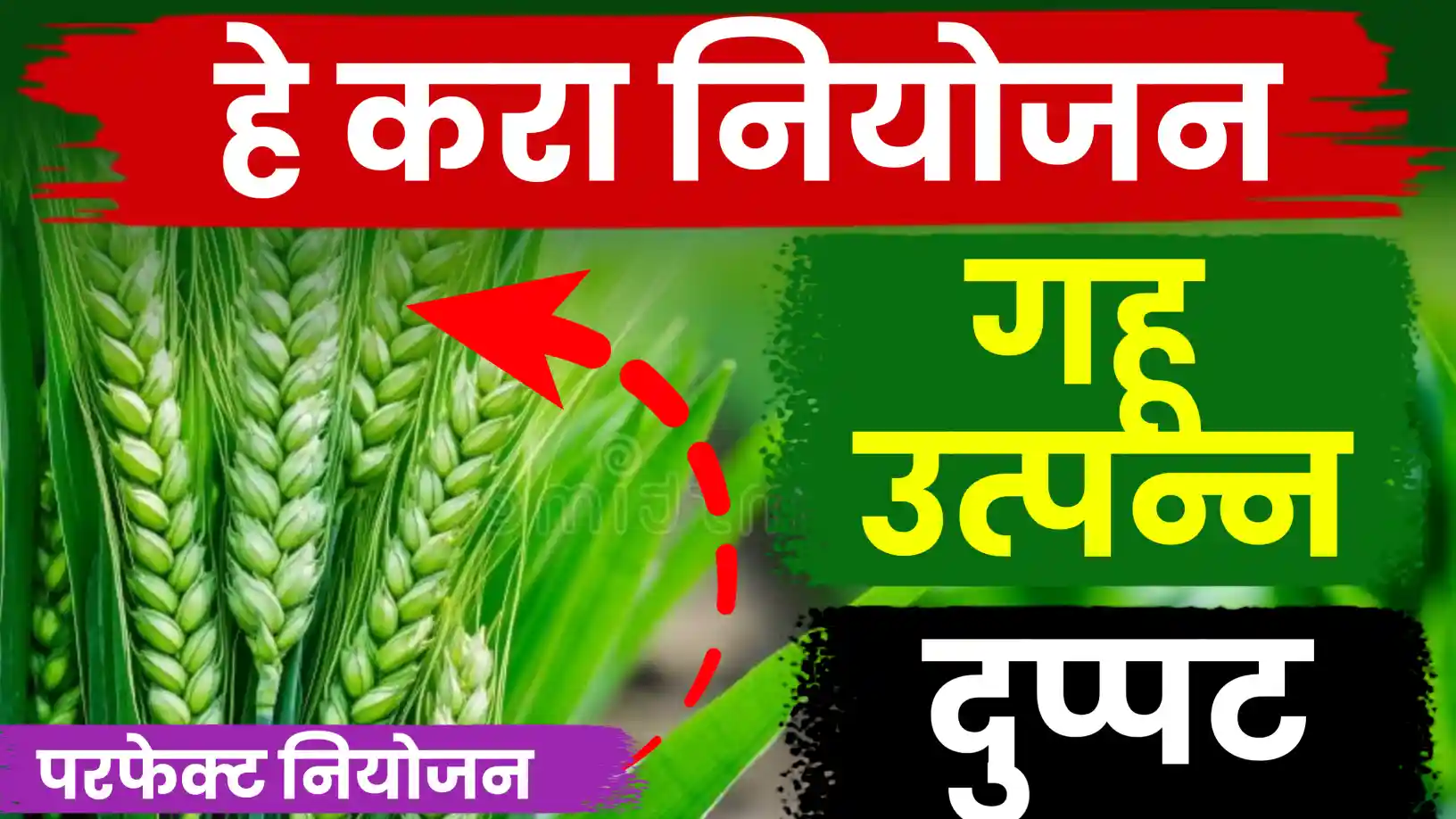 गहू पेरणीची 'टोबून पद्धत'