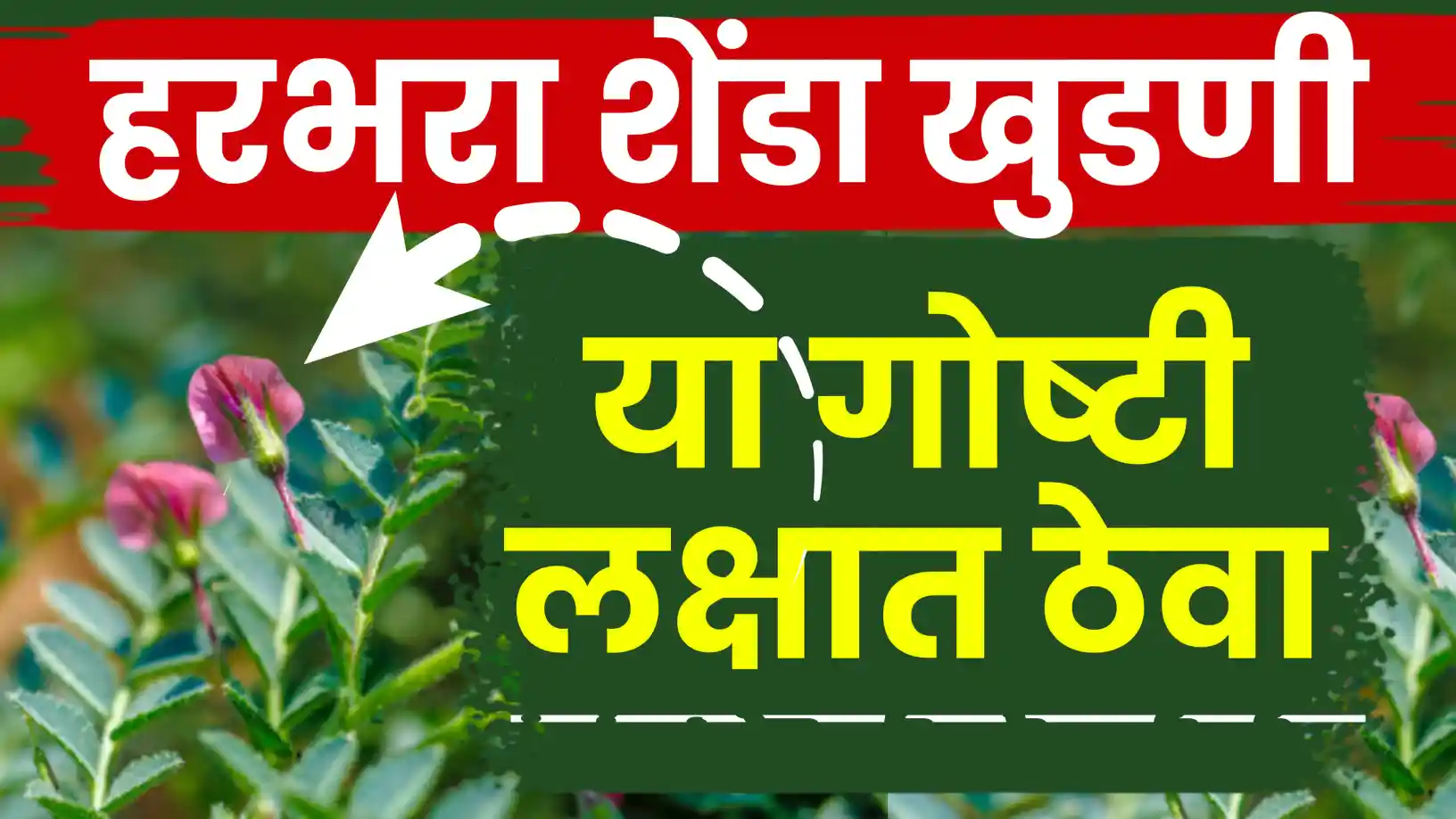 हरभरा पिकात शेंडा खुडणी