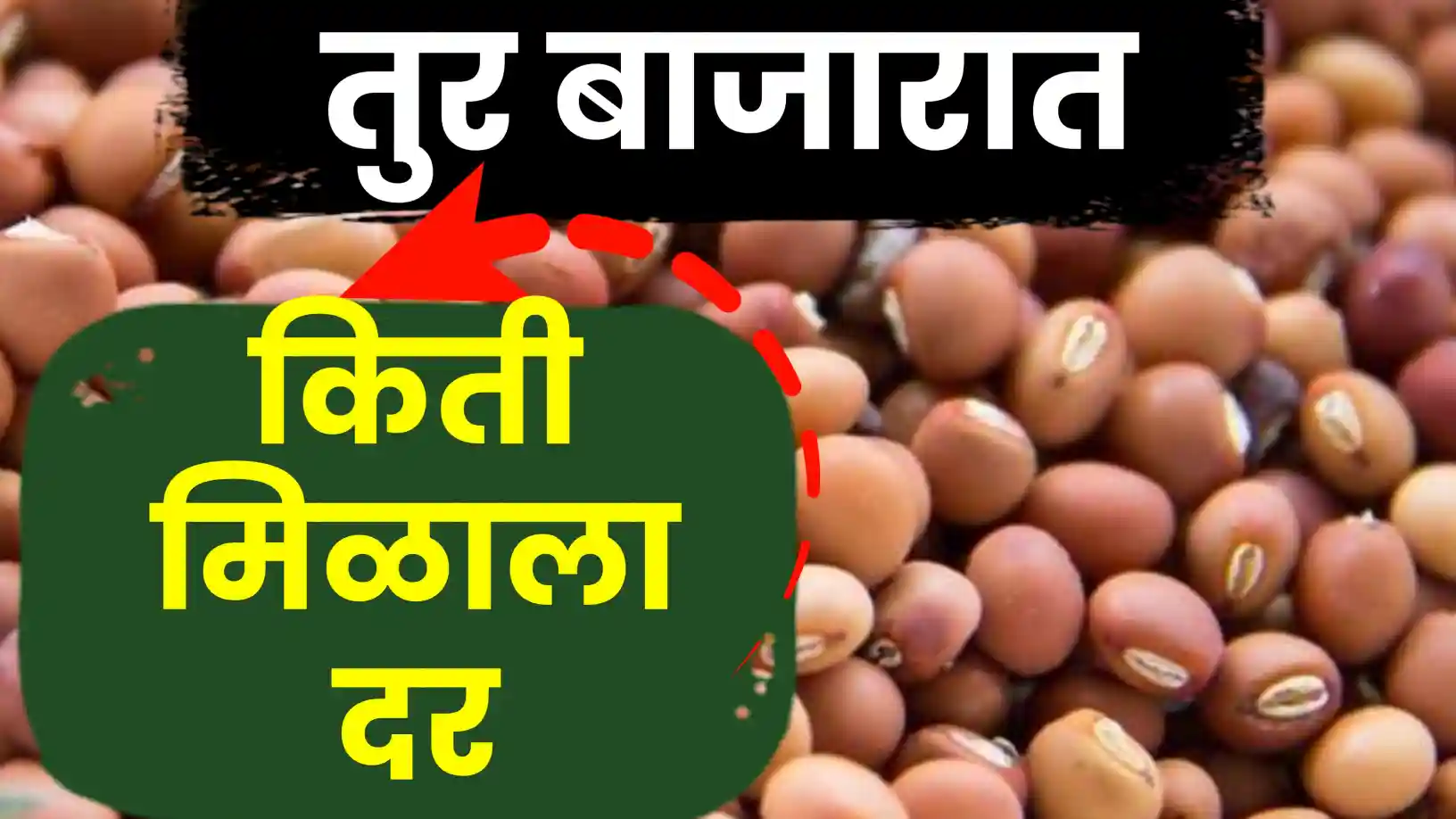 नव्या तुरीची बाजारात दमदार एंट्री