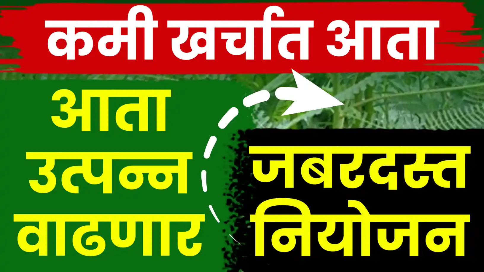 ढेंच्या लागवड