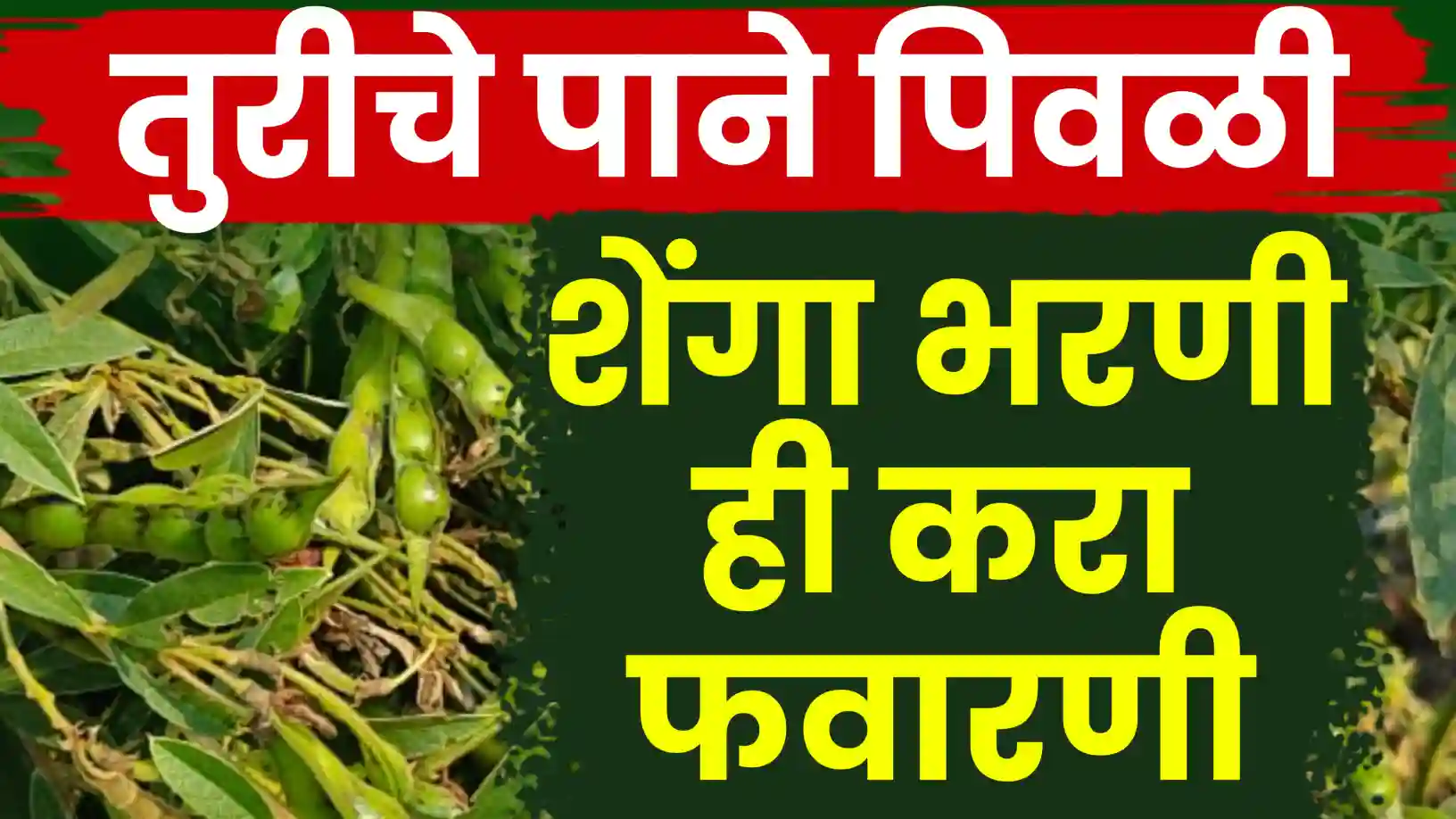 शेंगा भरण्याच्या वेळी होणारी पानगळ