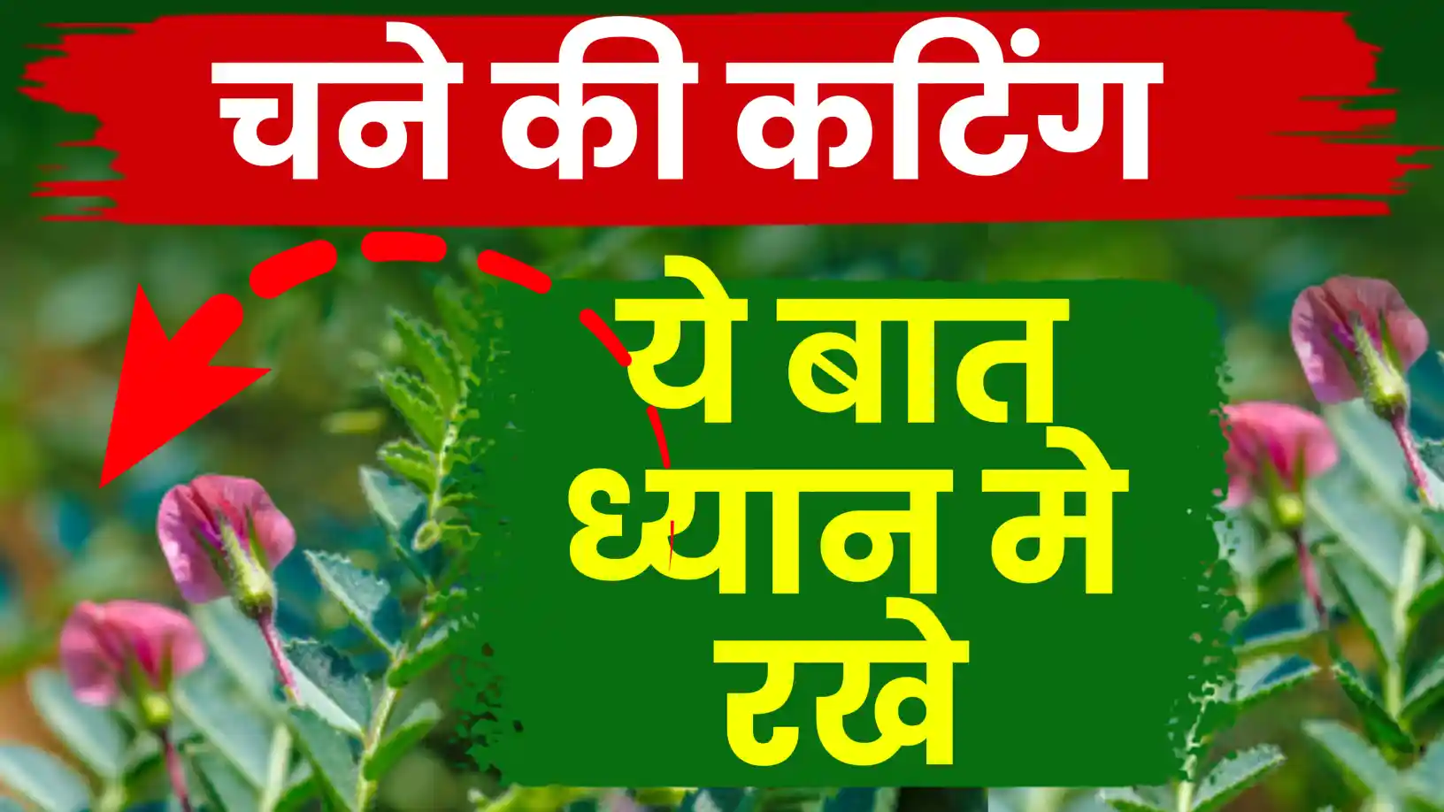 चने की पिंचिंग (ऊपरी हिस्सा तोड़ना)