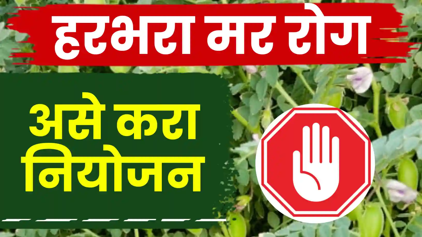 हरभरा आता मरणार नाही