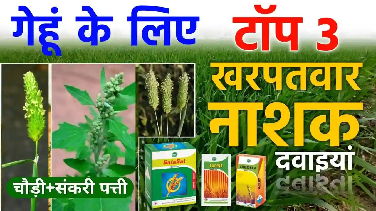 गेहूं के टाँप 3 खनपवार नाशक