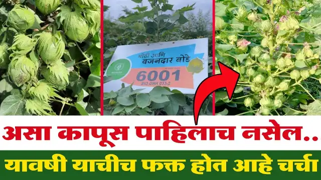 कापूस उत्पादनात क्रांती: बायोसीड ६००१ वाण